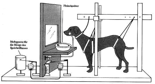 hund_in_box_pawlowbox.jpg