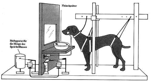 hund_in_box_pawlowbox.jpg