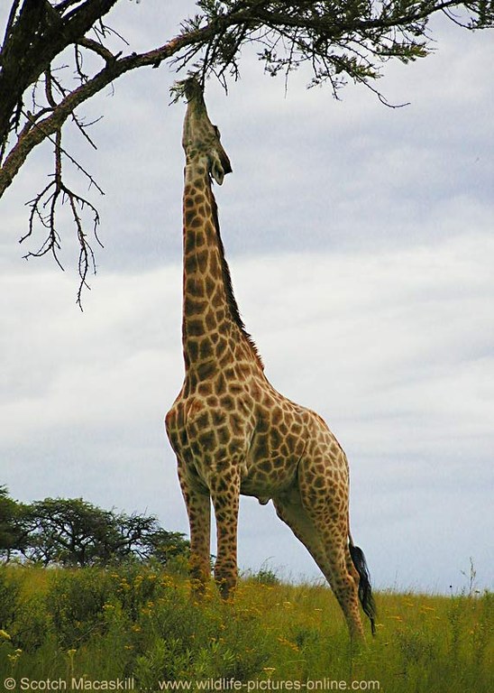 giraffe_hals_hoch_am_blatt.jpg