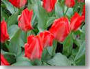 tulip16.jpg