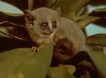 galago_01m.jpg