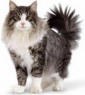 katze1.jpg