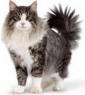 katze1.jpg