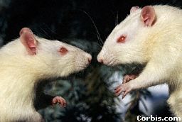 rats.jpg